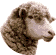 Sheep Breed Identification