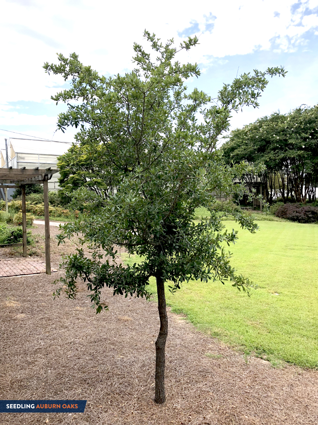 Auburn Toomer's Oak Tree Seedling