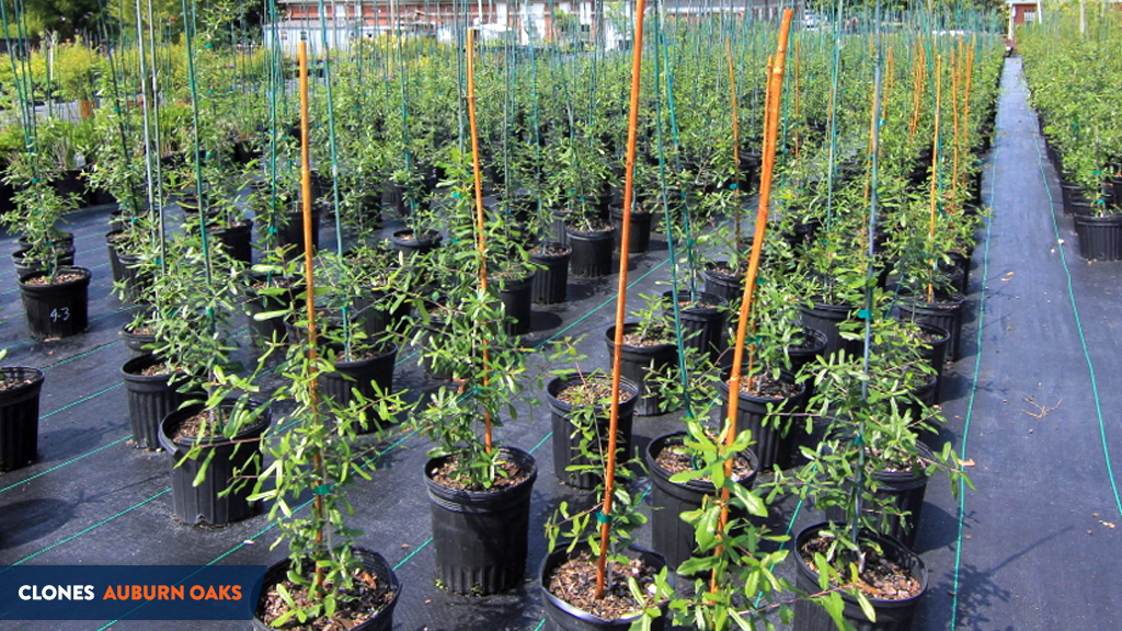 Auburn Toomer's Oak Tree Clones