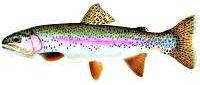 Rainbow Trout