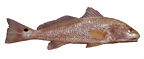 Red Drum