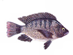 Tilapia