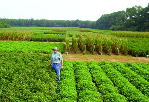 Farmers' Fields