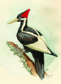Ivorybill Woodpecker