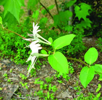 Japanese Honeysuckle