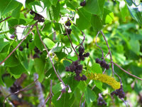 Tallowtree (Popcorn Tree)