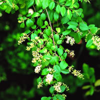 Chinese Privet