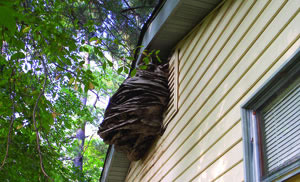 Wasp Nest