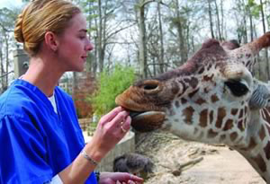 Marie Rush feeds giraffe