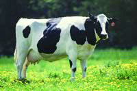 Cow