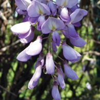 Wisteria