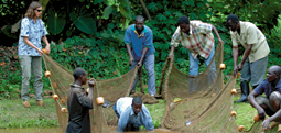 Karen Veverica, a research associate in the Department of Fisheries and Allied Aquacultures and now interim director of the E.W. Shell Fisheries Center in Auburn, helps fish farmers in Uganda learn the science of growing fish.