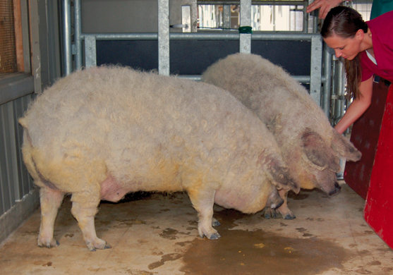 Animal sciences graduate research associate Kimberly Fisher checks up on two Mangalitsa pigs that are part of a research project animal scientist Terry Brandebourg is conducting at Auburn’s Swine Research and Education Center.