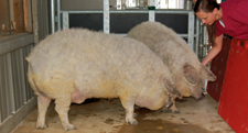 Animal sciences graduate research associate Kimberly Fisher checks up on two Mangalitsa pigs that are part of a research project animal scientist Terry Brandebourg is conducting at Auburn’s Swine Research and Education Center.