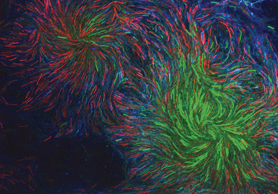 Auburn researchers used a live/dead cell kit to assess the viability of Flavobacterium columnare in biofilm and photographed the results using an optical imaging technique known as confocal microscopy. In the image, live cells are stained green and dead cells are red. Extracellular polymeric substances are blue with white.
