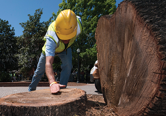 Gary Keever brushes the wood shavings from the stump of the larger of the two trees.