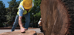 Gary Keever brushes the wood shavings from the stump of the larger of the two trees. 