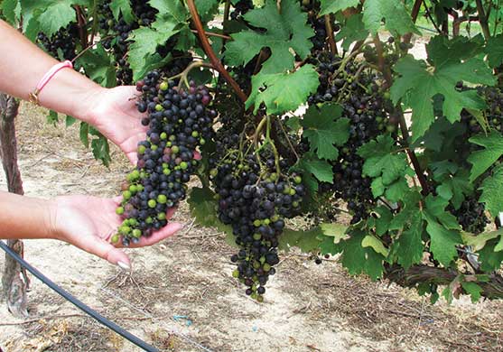 hands holding a bunch of grapes on a vine