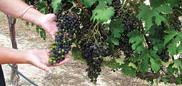 hands holding a bunch of grapes on a vine