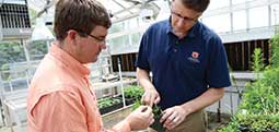 two men examining a specimen of horseweed