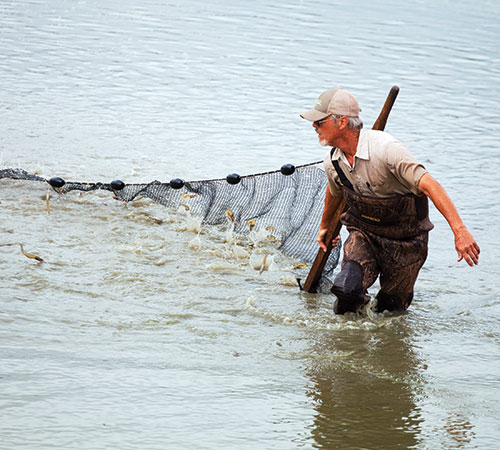 David Teichert-Coddington in a pond harvesting shrimp (Photo by Tom Sizemore/John Deere)