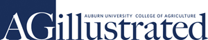 Auburn University College of Agriculture: Ag Illustrated Masthead