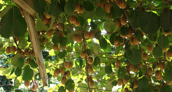AU-patented kiwifruit
