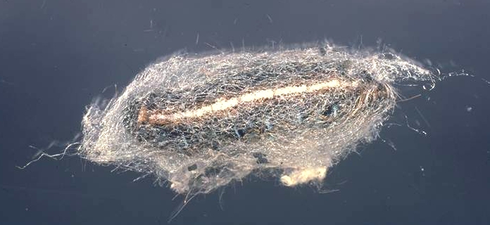 caterpillar cocoon