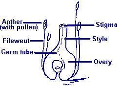 Parts of a flower