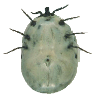 Tick