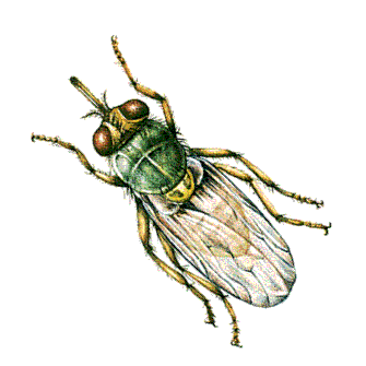 Tsetse Fly