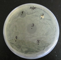 Antibacterial activity of different types of quaternary ammonium compounds (QUATs) against Escherichia coli. Note zones of growth inhibition surrounding QUATS #1 and 3.