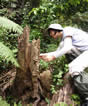 Ping collect termite in jungle