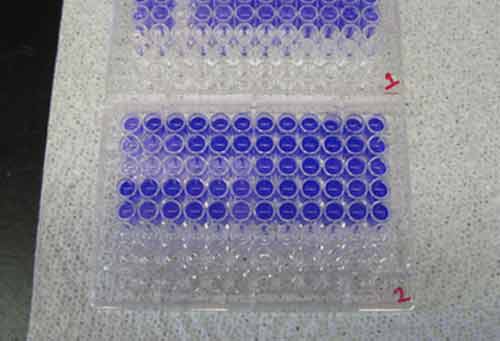 X. fastidiosa biofilm formation in a 96-well plate