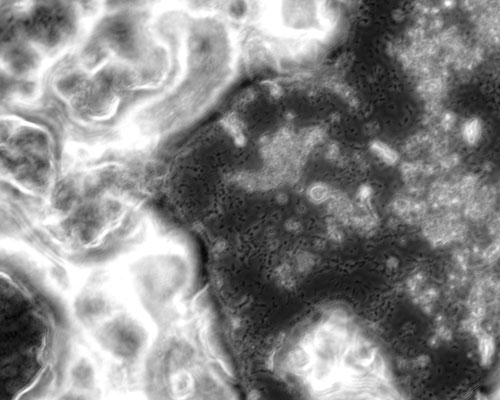 X. fastidiosa strain Temecula biofilm formation inside microfluidic chambers 
