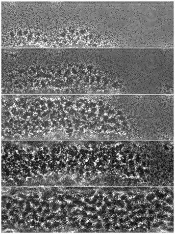 Biofilm formation by Xylella fastidiosa inside microfluidic chambers. Pictures were taken at later time points from top to bottom. This process will be modeled mathematically during this inter-disciplinary research.