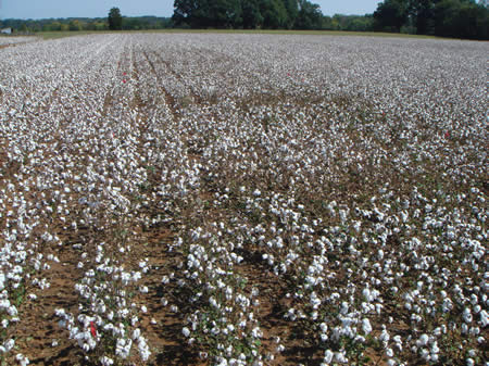 Cotton