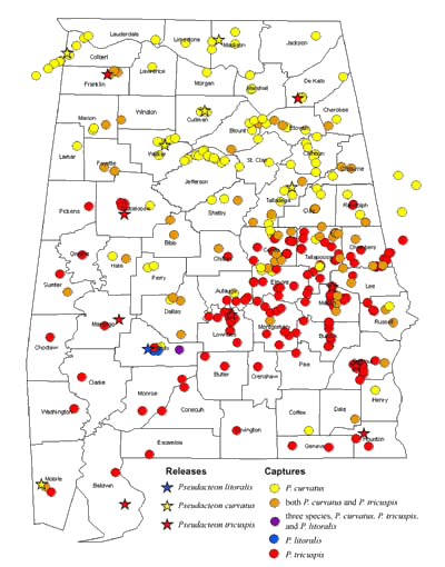 Map of Phorid Flys in Alabama