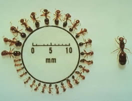 Demonstration of fire ant polymorphism